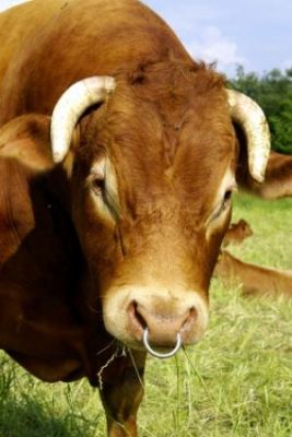 Parfois les taureaux sont &eacute;pargn&eacute;s