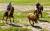 L�acoso y derribo